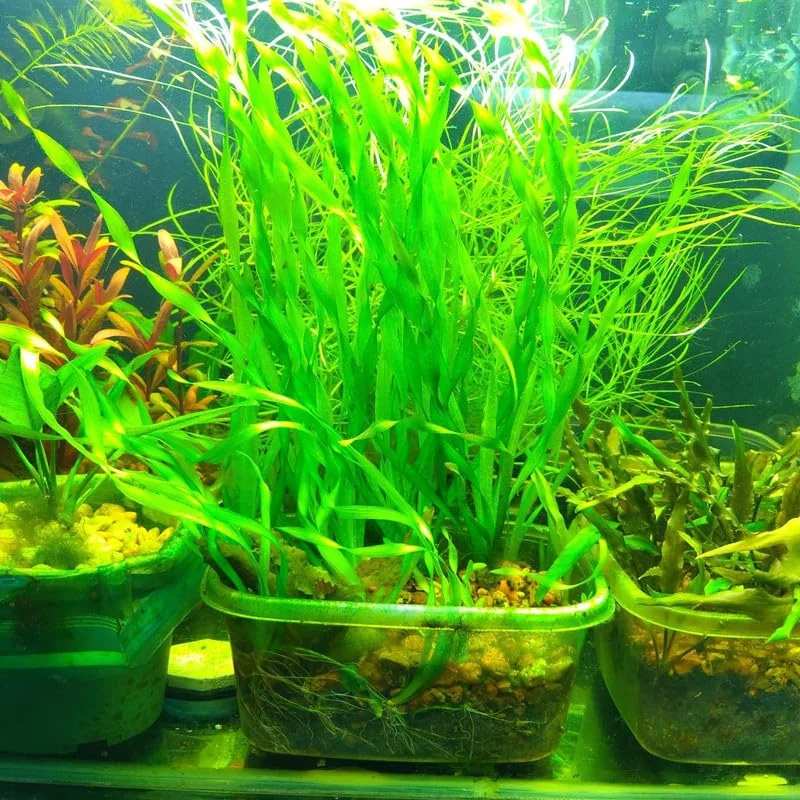 12 Stems of Jungle Vals Plants, Jungle Val Aquarium Plants Live, Aquatic Plants Live, Live Aquarium Plants, 12 Plants