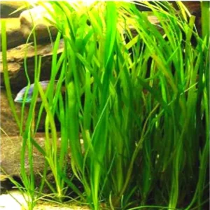 12 Stems of Jungle Vals Plants, Jungle Val Aquarium Plants Live, Aquatic Plants Live, Live Aquarium Plants, 12 Plants