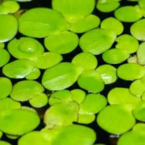 Duckweed Live Plants for Aquarium, 2000 Plants, Live Duckweed Plants, Live Aquarium Plants, Aquarium Plants Live, Small Plants