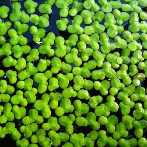 Duckweed Live Plants for Aquarium, 2000 Plants, Live Duckweed Plants, Live Aquarium Plants, Aquarium Plants Live, Small Plants