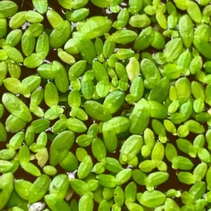 Duckweed Live Plants for Aquarium, 2000 Plants, Live Duckweed Plants, Live Aquarium Plants, Aquarium Plants Live, Small Plants