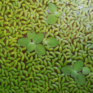 Duckweed Live Plants for Aquarium, 4000 Plants, Aquarium Plants Live, Live Aquarium Plants Indoor Outdoor, Duckweed Plants