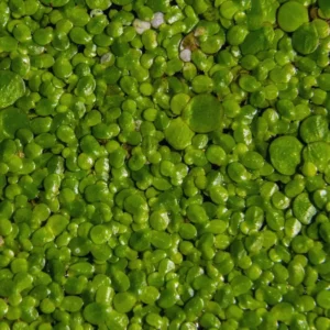 Duckweed Live Plants for Aquarium, 4000 Plants, Aquarium Plants Live, Live Aquarium Plants Indoor Outdoor, Duckweed Plants