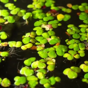 Duckweed Live Plants for Aquarium, 4000 Plants, Aquarium Plants Live, Live Aquarium Plants Indoor Outdoor, Duckweed Plants
