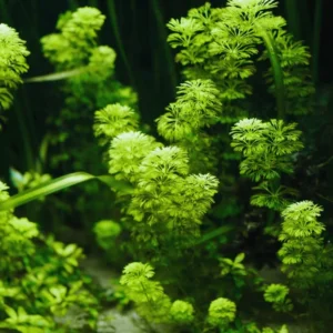 Set of 42 Green Cabomba Plants Live, Aquarium Plants Live, 4 to 7 Inch Tall, Live Aquarium Plants, Cabomba Live Plants, No Shipping to MI, CA, CT, ID, DC