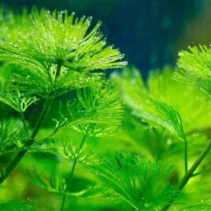 Set of 42 Green Cabomba Plants Live, Aquarium Plants Live, 4 to 7 Inch Tall, Live Aquarium Plants, Cabomba Live Plants, No Shipping to MI, CA, CT, ID, DC