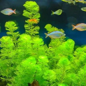 Set of 42 Green Cabomba Plants Live, Aquarium Plants Live, 4 to 7 Inch Tall, Live Aquarium Plants, Cabomba Live Plants, No Shipping to MI, CA, CT, ID, DC