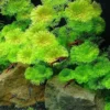 Set of 42 Green Cabomba Plants Live, Aquarium Plants Live, 4 to 7 Inch Tall, Live Aquarium Plants, Cabomba Live Plants, No Shipping to MI, CA, CT, ID, DC