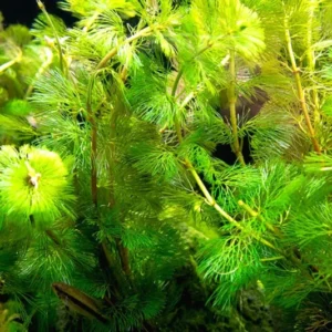 Set of 42 Green Cabomba Plants Live, Aquarium Plants Live, 4 to 7 Inch Tall, Live Aquarium Plants, Cabomba Live Plants, No Shipping to MI, CA, CT, ID, DC