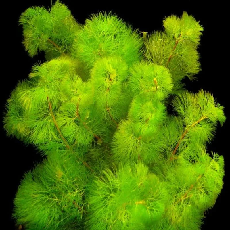 Set of 21 Green Cabomba Plants Live, Aquarium Plants Live, 4 to 7 Inch Tall, Live Aquarium Plants, Cabomba Live Plants, Easy to Plant, No Shipping to MI, CA, CT, ID, DC