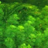 Set of 14 Green Cabomba Plants Live, Aquarium Plants Live, 4 to 7 Inch Tall, Live Aquarium Plants, Cabomba Live Plants, Easy to Plant, No Shipping to MI, CA, CT, ID, DC