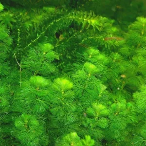 Set of 14 Green Cabomba Plants Live, Aquarium Plants Live, 4 to 7 Inch Tall, Live Aquarium Plants, Cabomba Live Plants, Easy to Plant, No Shipping to MI, CA, CT, ID, DC