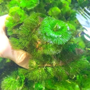 Set of 14 Green Cabomba Plants Live, Aquarium Plants Live, 4 to 7 Inch Tall, Live Aquarium Plants, Cabomba Live Plants, Easy to Plant, No Shipping to MI, CA, CT, ID, DC