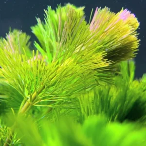 Set of 14 Green Cabomba Plants Live, Aquarium Plants Live, 4 to 7 Inch Tall, Live Aquarium Plants, Cabomba Live Plants, Easy to Plant, No Shipping to MI, CA, CT, ID, DC