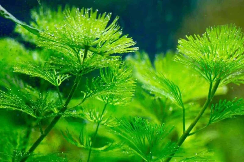 Set of 21 Green Cabomba Plants Live, Aquarium Plants Live, 4 to 7 Inch Tall, Live Aquarium Plants, Cabomba Live Plants, Easy to Plant, No Shipping to MI, CA, CT, ID, DC