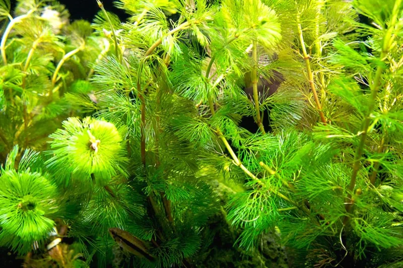 Set of 21 Green Cabomba Plants Live, Aquarium Plants Live, 4 to 7 Inch Tall, Live Aquarium Plants, Cabomba Live Plants, Easy to Plant, No Shipping to MI, CA, CT, ID, DC