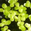 Duckweed Live Plants for Aquarium, 6000 Plants, Aquarium Plants Live, Live Aquarium Plant
