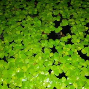 Duckweed Live Plants for Aquarium, 6000 Plants, Aquarium Plants Live, Live Aquarium Plant