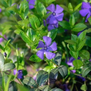 50 Vinca Plants, Vinca Minor Ground Cover Plants, Vinca Minor Plants, Periwinkle Plants Live, 8 to 10 Inc Tall, Vinca Well Rooted for Garden