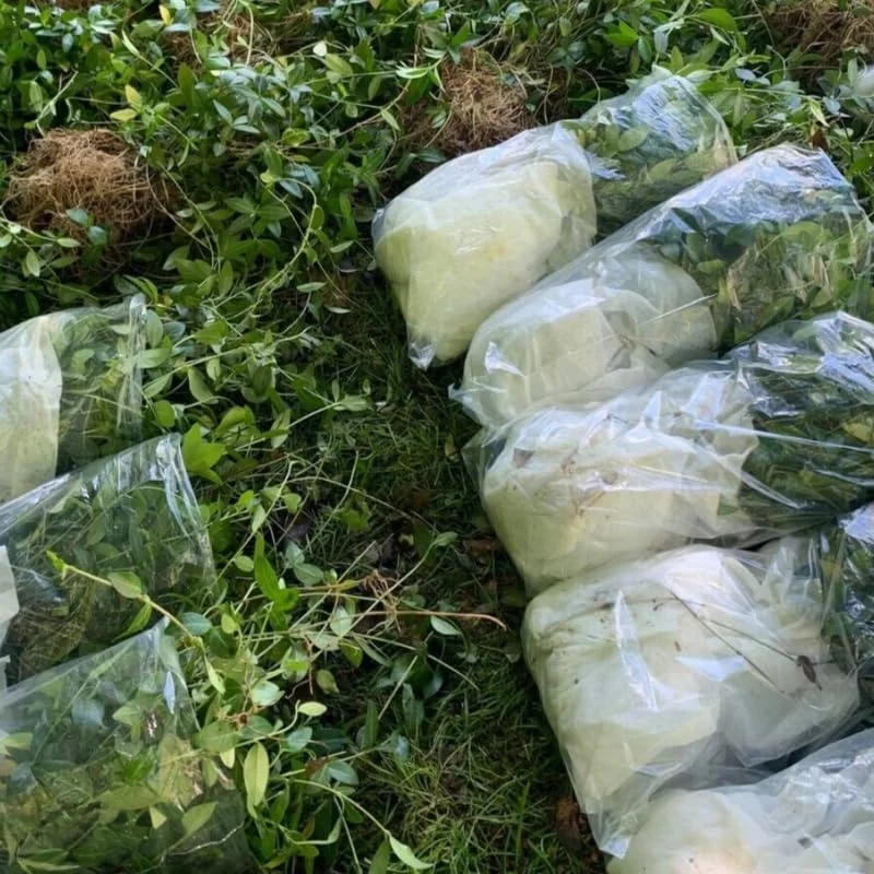 50 Vinca Plants, Vinca Minor Ground Cover Plants, Vinca Minor Plants, Periwinkle Plants Live, 8 to 10 Inc Tall, Vinca Well Rooted for Garden