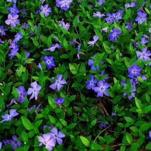 50 Vinca Plants, Vinca Minor Ground Cover Plants, Vinca Minor Plants, Periwinkle Plants Live, 8 to 10 Inc Tall, Vinca Well Rooted for Garden