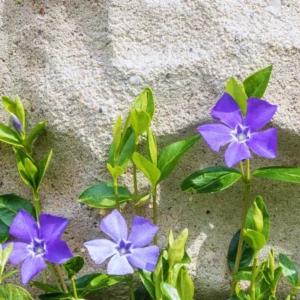 75 Vinca Plants, Vinca Minor Ground Cover Plants, Vinca Minor Plants, Periwinkle Plants Live, 8 to 10 Inc Tall, Vinca Well Rooted for Garden