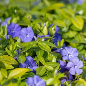 75 Vinca Plants, Vinca Minor Ground Cover Plants, Vinca Minor Plants, Periwinkle Plants Live, 8 to 10 Inc Tall, Vinca Well Rooted for Garden
