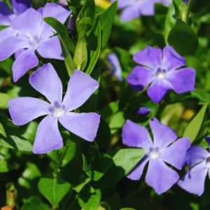 Set of 50 Periwinkle Plants Live, Vinca Plants, Vinca Minor Plants, 8 to 12 Inc Tall, Vinca Minor Ground Cover Plants, Vinca Well Rooted, Ready to Plant