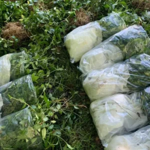 Set of 75 Periwinkle Plants Live, Vinca Plants, Vinca Minor Plants, 8 to 12 Inc Tall, Vinca Minor Ground Cover Plants, Vinca Well Rooted, Ready to Plant