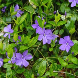 25 Vinca Plants, Vinca Minor Ground Cover Plants, Vinca Minor Plants, Periwinkle Plants Live, 6 to 8 Inc Tall, Vinca Well Rooted for Garden
