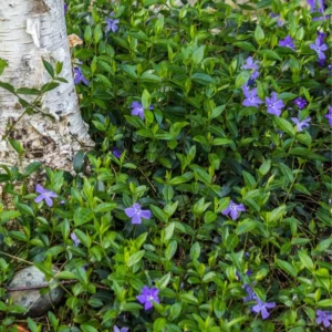 150 Vinca Plants, Vinca Minor Ground Cover Plants, Vinca Minor Plants, Periwinkle Plants Live, 8 to 10 Inc Tall, Vinca Well Rooted for Garden