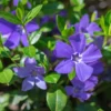 200 Vinca Plants, Vinca Minor Ground Cover Plants, Vinca Minor Plants, Periwinkle Plants Live, 8 to 10 Inc Tall, Vinca Well Rooted for Garden