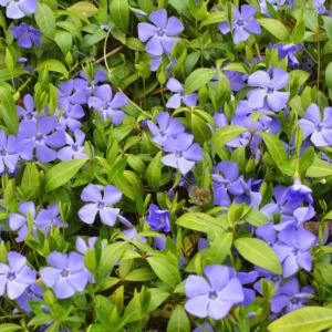 200 Vinca Plants, Vinca Minor Ground Cover Plants, Vinca Minor Plants, Periwinkle Plants Live, 8 to 10 Inc Tall, Vinca Well Rooted for Garden
