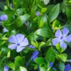 Set of 100 Periwinkle Plants Live, Vinca Plants, Vinca Minor Plants, 8 to 12 Inc Tall, Vinca Minor Ground Cover Plants, Vinca Well Rooted, Ready to Plant
