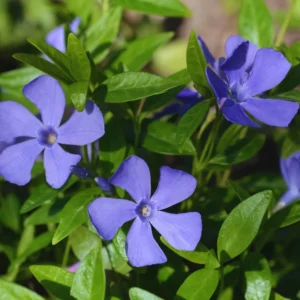 Set of 200 Periwinkle Plants Live, Vinca Plants, Vinca Minor Plants, 8 to 12 Inc Tall, Vinca Minor Ground Cover Plants, Vinca Well Rooted, Ready to Plant