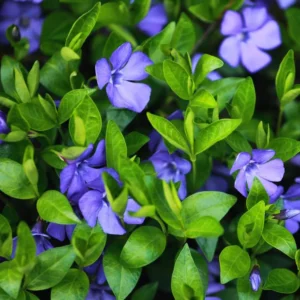 250 Vinca Plants, Vinca Minor Ground Cover Plants, Vinca Minor Plants, Periwinkle Plants Live, 8 to 10 Inc Tall, Vinca Well Rooted for Garden