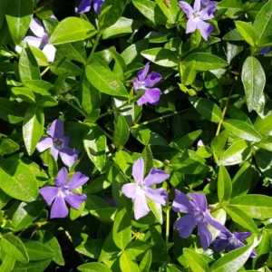 Set of 350 Periwinkle Plants Live, Vinca Plants, Vinca Minor Plants, 8 to 12 Inc Tall, Vinca Minor Ground Cover Plants, Vinca Well Rooted, Ready to Plant