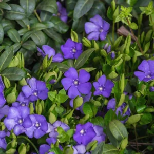Set of 350 Periwinkle Plants Live, Vinca Plants, Vinca Minor Plants, 8 to 12 Inc Tall, Vinca Minor Ground Cover Plants, Vinca Well Rooted, Ready to Plant