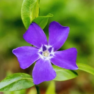 500 Vinca Plants, Vinca Minor Ground Cover Plants, Vinca Minor Plants, Periwinkle Plants Live, 8 to 10 Inc Tall, Vinca Well Rooted for Garden