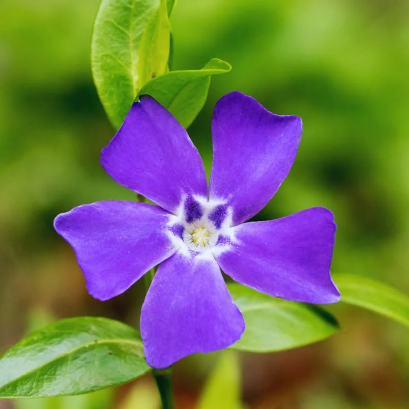 500 Vinca Plants, Vinca Minor Ground Cover Plants, Vinca Minor Plants, Periwinkle Plants Live, 8 to 10 Inc Tall, Vinca Well Rooted for Garden