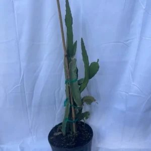 Red Dragon Fruit Plant Live, 3 Gallon Pot, Live Dragon Fruit Plant, 2 to 3 Feet Tall, Dragon Fruit Live Plant, Sweet Fruit Plant for Gardening, Dragon Fruit Plant Tree