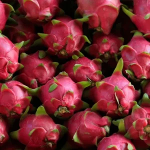 Red Dragon Fruit Plant Live, 3 Gallon Pot, Live Dragon Fruit Plant, 2 to 3 Feet Tall, Dragon Fruit Live Plant, Sweet Fruit Plant for Gardening, Dragon Fruit Plant Tree