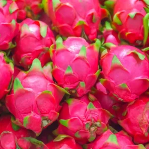 White Dragon Fruit Plant Live, Pitaya Plant, Live Dragon Fruit Plant, 2 to 3 Feet Tall, Dragon Fruit Plant Pot, 3 Gallon Pot, Sweet Fruit Plant