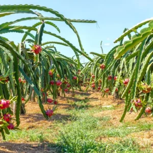 Red Dragon Fruit Plant Live, 3 Gallon Pot, Live Dragon Fruit Plant, 2 to 3 Feet Tall, Dragon Fruit Live Plant, Sweet Fruit Plant for Gardening, Dragon Fruit Plant Tree