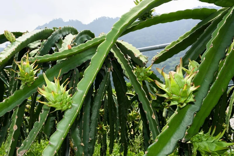 White Dragon Fruit Plant Live, 3 Gallon Potted, Pitaya Plant, Live Dragon Fruit Plant, Dragon Fruit Tree Plant, 2 to 3 Feet Tall, Dragon Fruit Live Plant, Sweet Fruit Plant