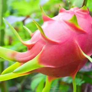 White Dragon Fruit Plant Live, 3 Gallon Pot, Pitaya Plant Live Dragon Fruit Plant, 2 to 3 Feet Tall, Dragon Fruit Live Plant, Sweet Fruit Plant for Gardening, Dragon Fruit Plant Tree