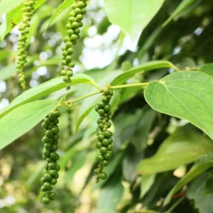 Piper Nigrum Black Pepper Tree Plant, 3 Gallon Pot, Pepper Plant Tree, Pepper Plant Live, 2 to 3 Feet Tall, Pepper Plant Pot