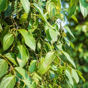 Piper Nigrum Black Pepper Tree Plant, 3 Gallon Pot, Pepper Plant Tree, Pepper Plant Live, 2 to 3 Feet Tall, Pepper Plant Pot