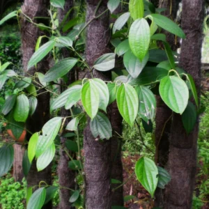 Piper Nigrum Black Pepper Tree Plant, 3 Gallon Pot, Pepper Plant Tree, Pepper Plant Live, 2 to 3 Feet Tall, Pepper Plant Pot