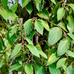 Black Pepper Plant Live, 2 to 3 Feet Tall, Piper Nigrum Black Pepper Tree Plant, 3 Gallon Pot, Pepper Plant Tree, Pepper Plant Live, Pepper Plant Pot Indoor Outdoor